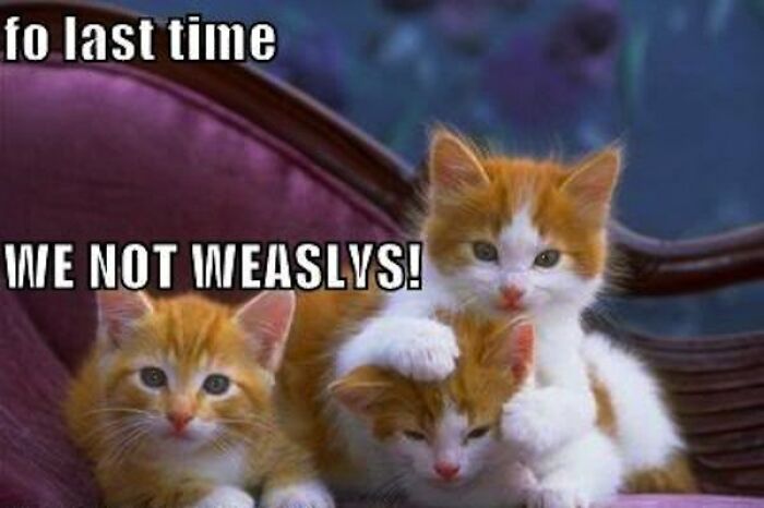 I Have Too Many Cat Memes So Here They Are :)