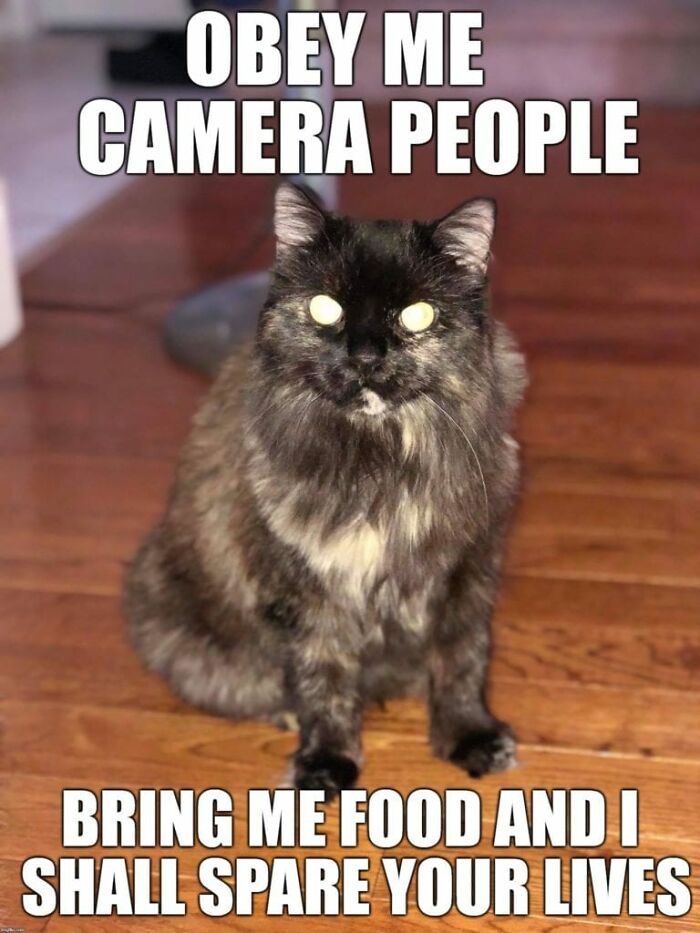 I Have Too Many Cat Memes So Here They Are :)