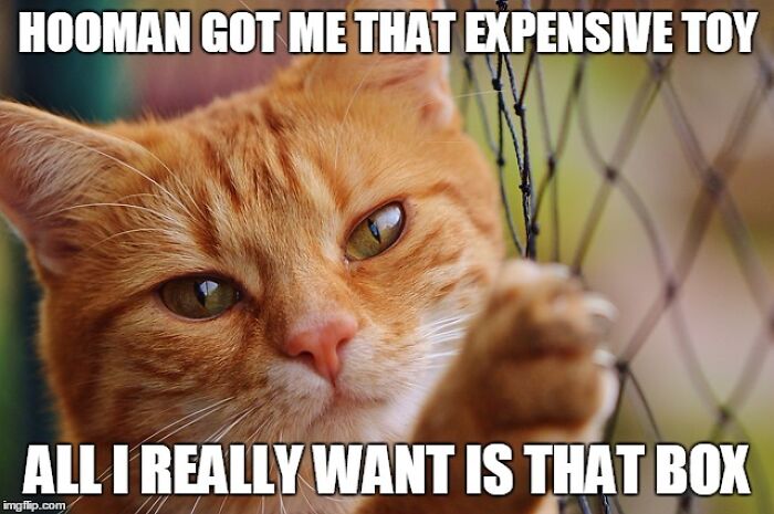 I Have Too Many Cat Memes So Here They Are :)