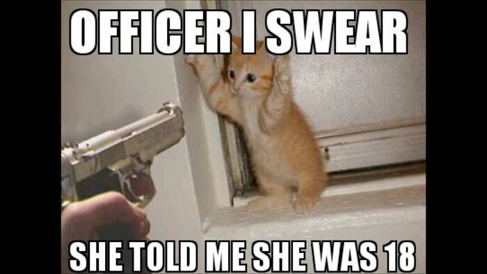 I Have Too Many Cat Memes So Here They Are :)