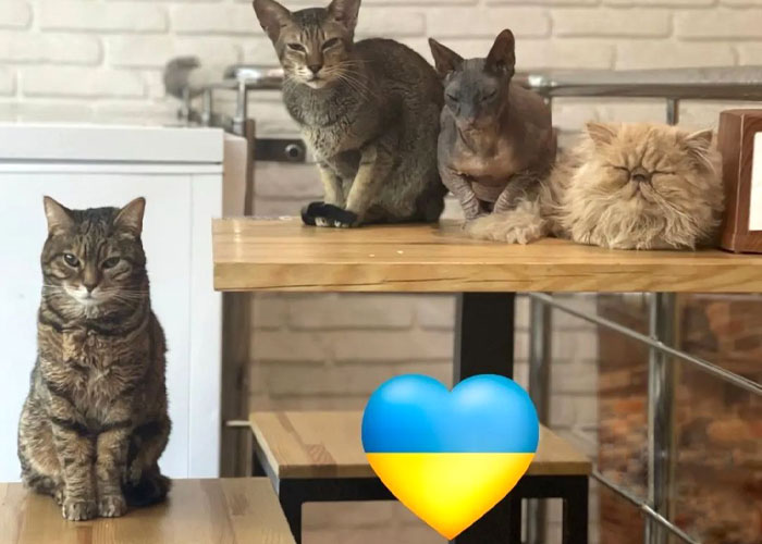 “Nunca abandonaríamos nuestro país”: Esta cafetería de gatos ucraniana permanece abierta durante la guerra