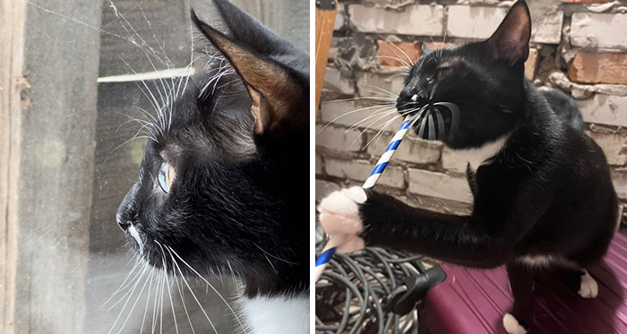 “Todo cambió cuando empezó la guerra”: Así se vive en un refugio antibombas de Kyiv cuando eres un gato