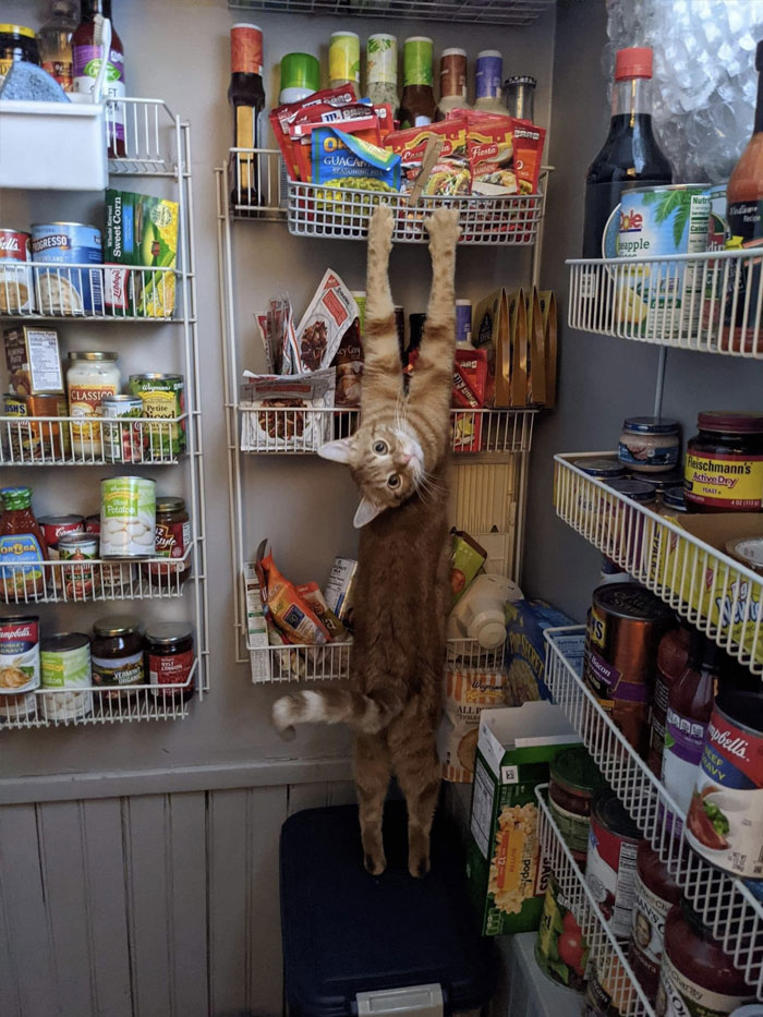 50 Cats Acting So Weird, People Just Had To Take A Pic, As Shared On This Twitter Page