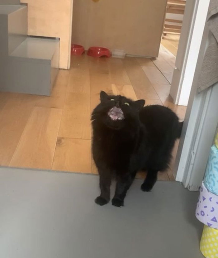 50 Cats Acting So Weird, People Just Had To Take A Pic, As Shared On This Twitter Page