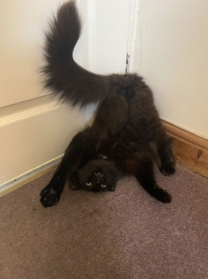 50 Cats Acting So Weird, People Just Had To Take A Pic, As Shared On This Twitter Page