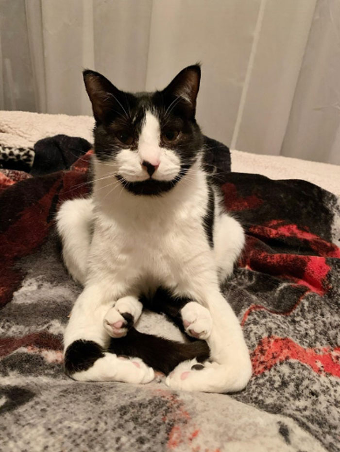 50 Cats Acting So Weird, People Just Had To Take A Pic, As Shared On This Twitter Page