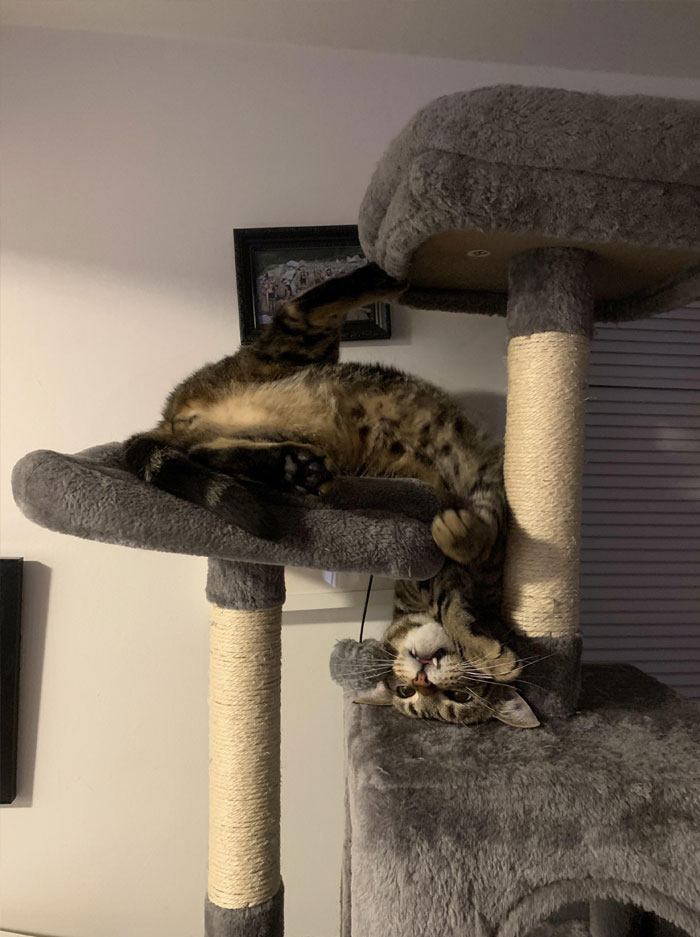 50 Cats Acting So Weird, People Just Had To Take A Pic, As Shared On This Twitter Page