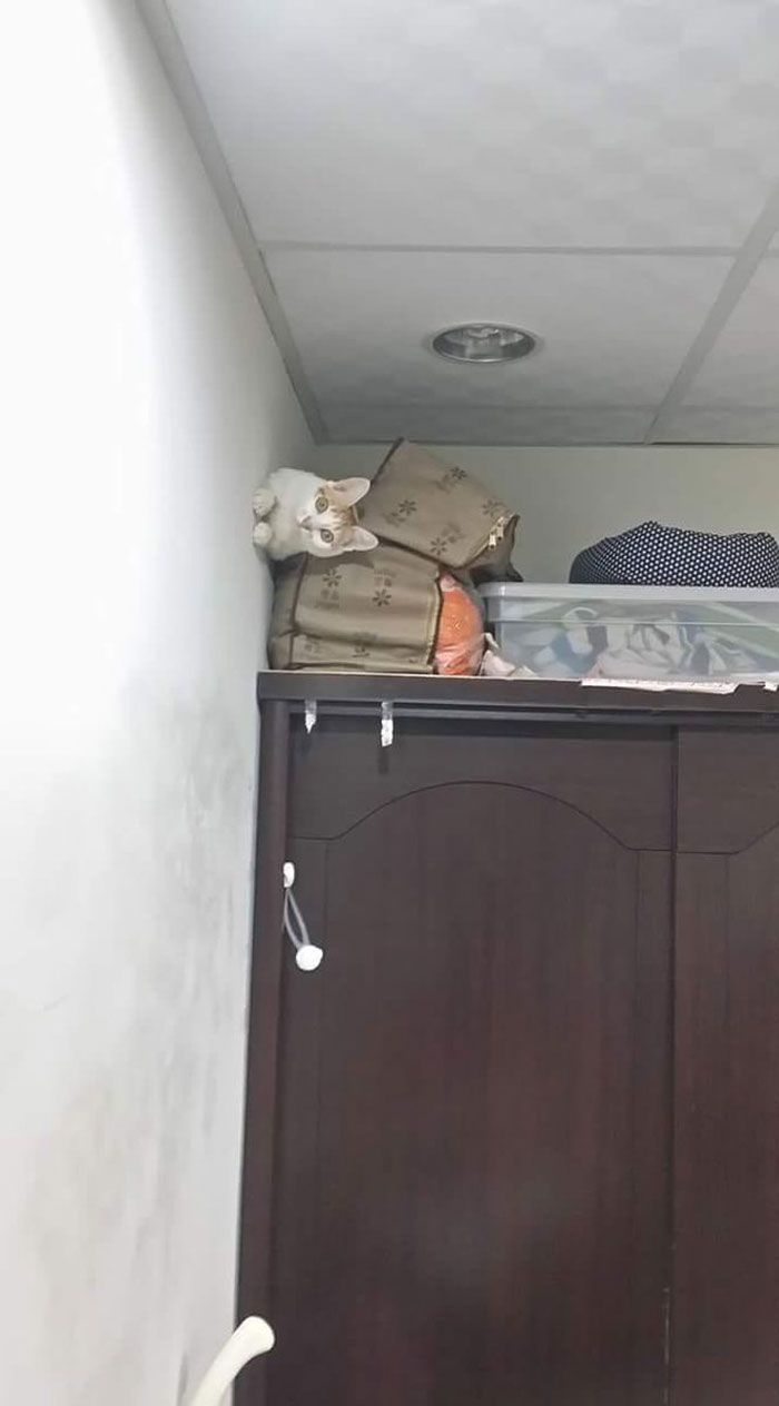 50 Cats Acting So Weird, People Just Had To Take A Pic, As Shared On This Twitter Page