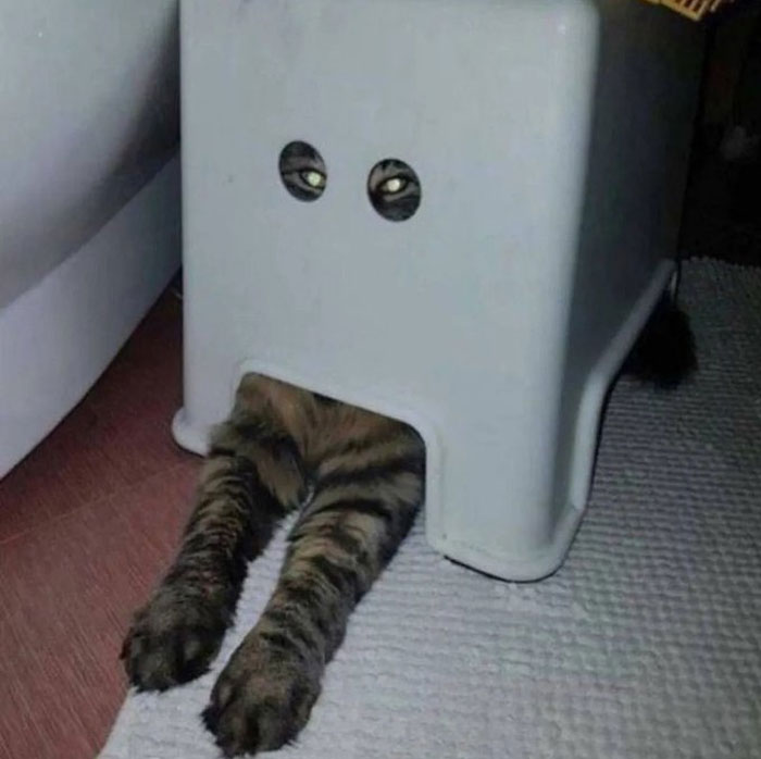 50 Cats Acting So Weird, People Just Had To Take A Pic, As Shared On This Twitter Page