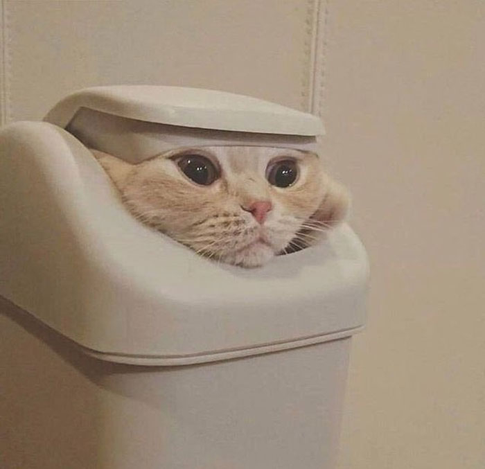 50 Cats Acting So Weird, People Just Had To Take A Pic, As Shared On This Twitter Page