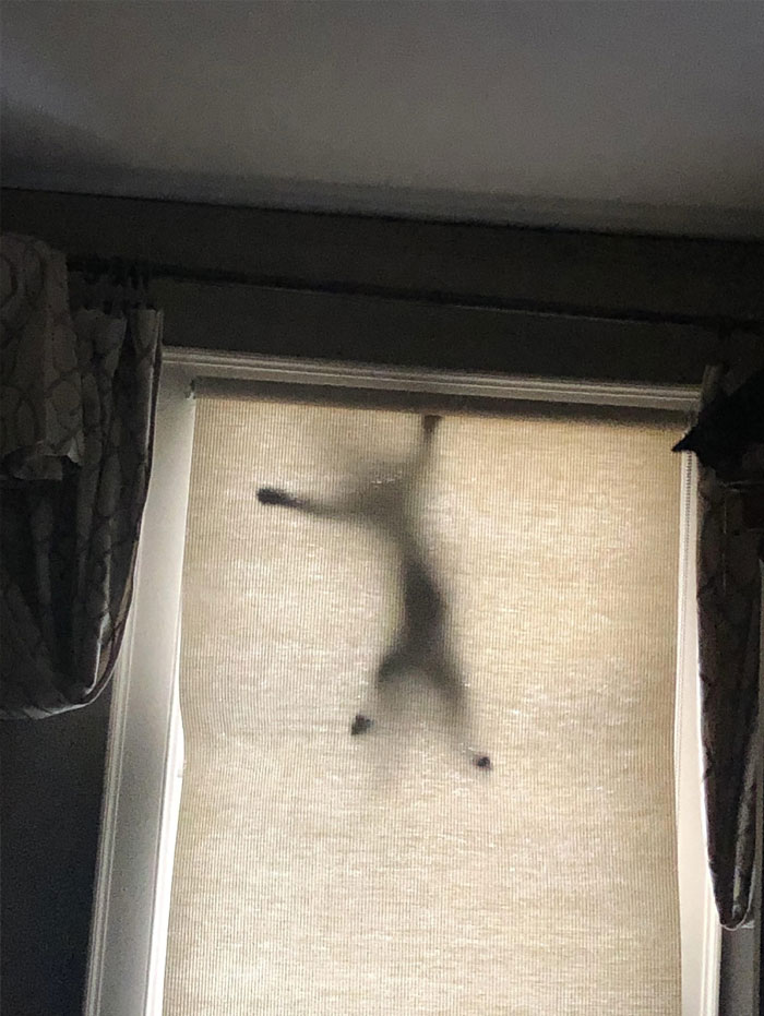 50 Cats Acting So Weird, People Just Had To Take A Pic, As Shared On This Twitter Page