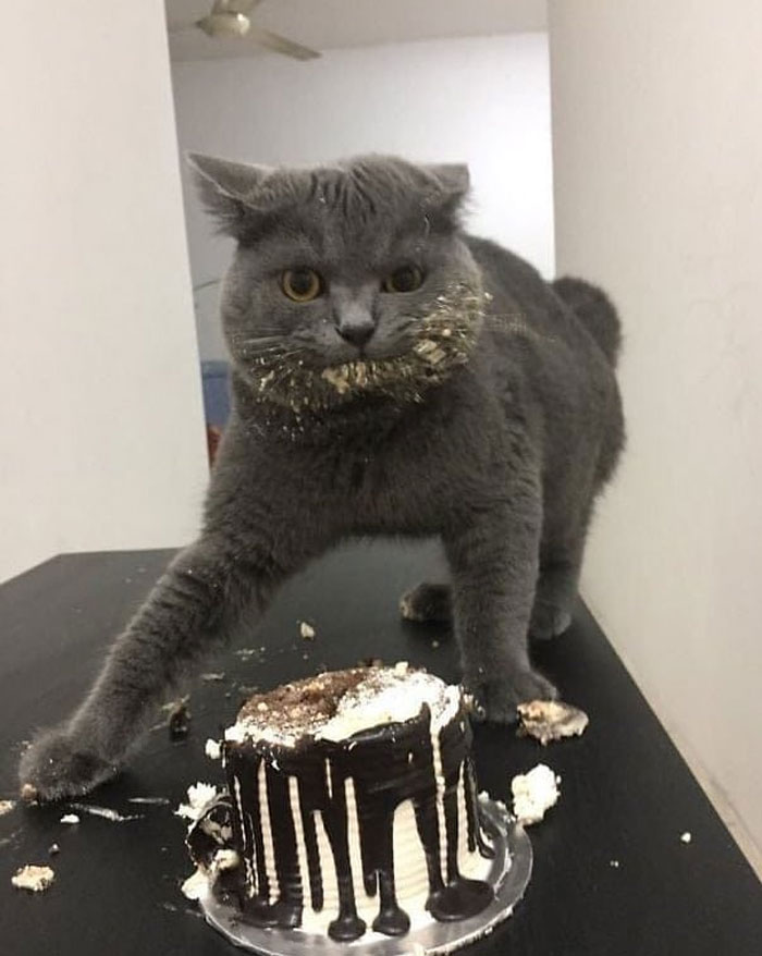 50 Cats Acting So Weird, People Just Had To Take A Pic, As Shared On This Twitter Page