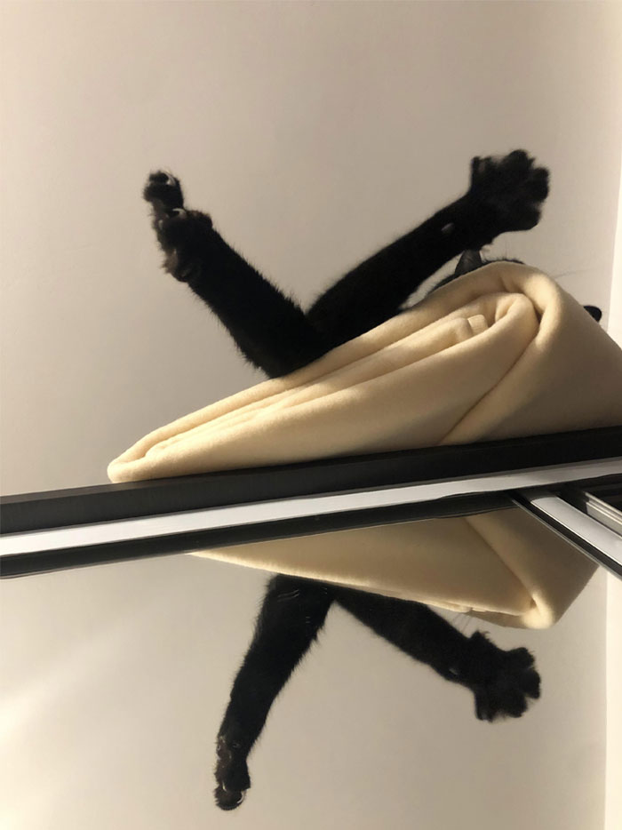 50 Cats Acting So Weird, People Just Had To Take A Pic, As Shared On This Twitter Page