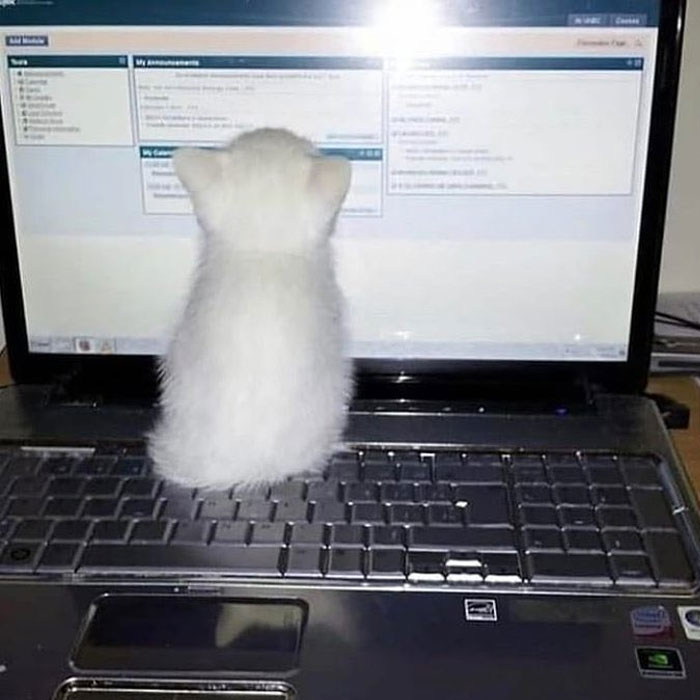 50 Cats Acting So Weird, People Just Had To Take A Pic, As Shared On This Twitter Page