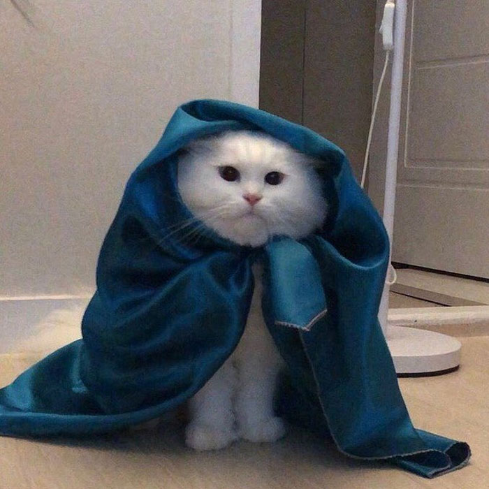 50 Cats Acting So Weird, People Just Had To Take A Pic, As Shared On This Twitter Page