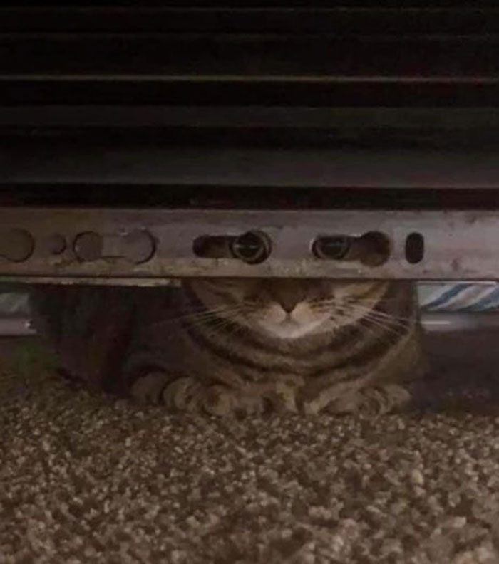 50 Cats Acting So Weird, People Just Had To Take A Pic, As Shared On This Twitter Page