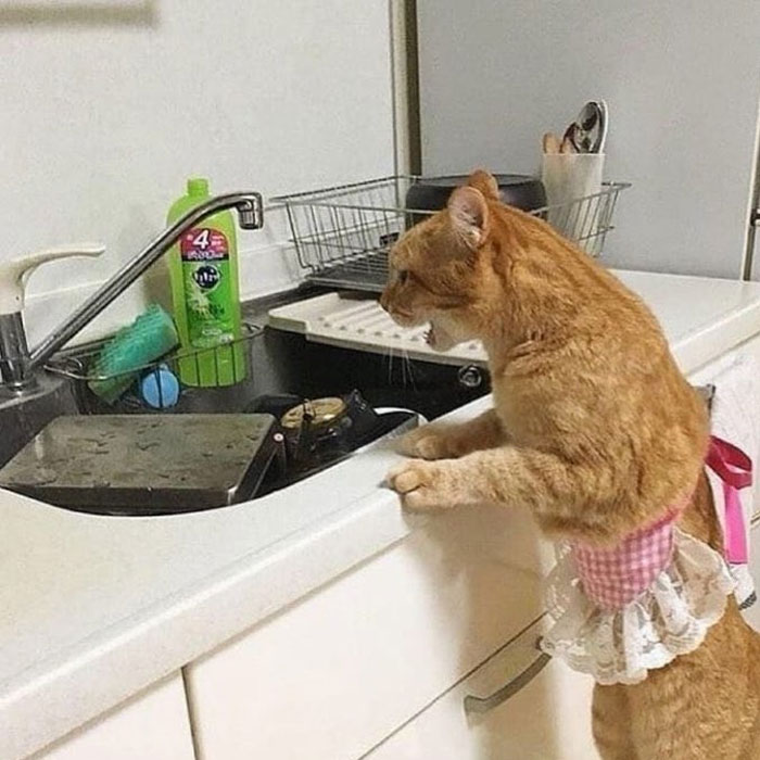 50 Cats Acting So Weird, People Just Had To Take A Pic, As Shared On This Twitter Page