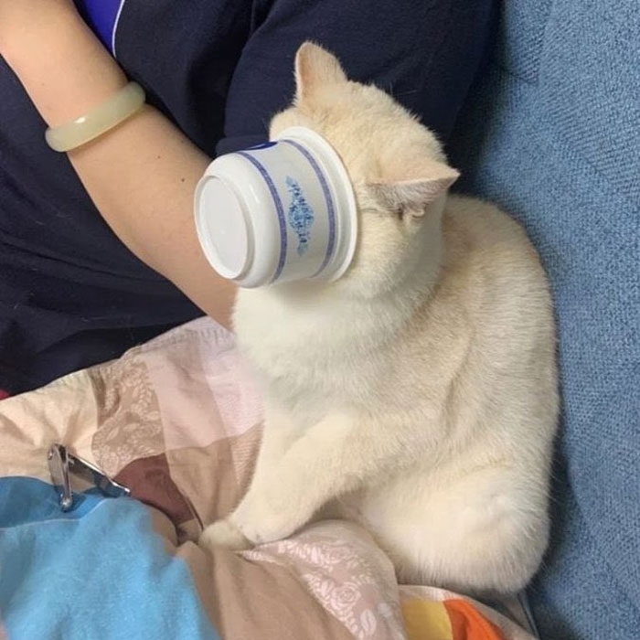 50 Cats Acting So Weird, People Just Had To Take A Pic, As Shared On This Twitter Page