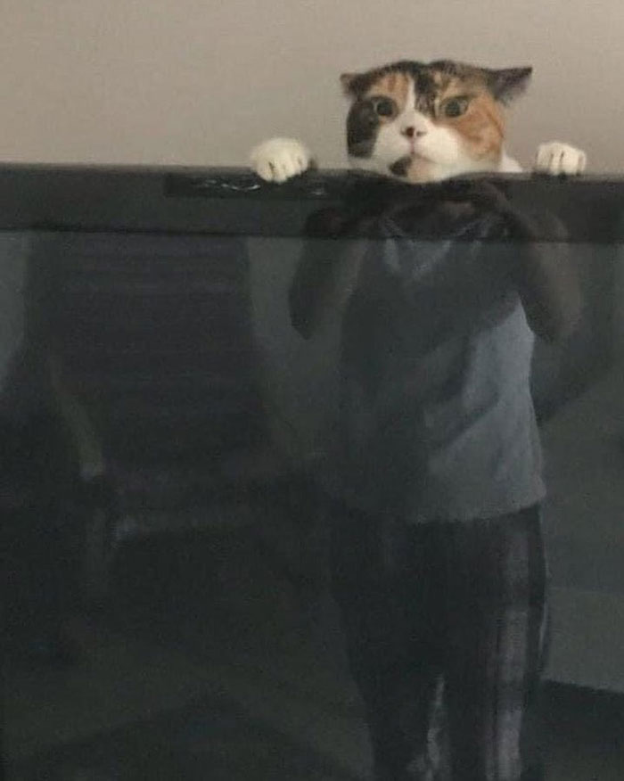 50 Cats Acting So Weird, People Just Had To Take A Pic, As Shared On This Twitter Page