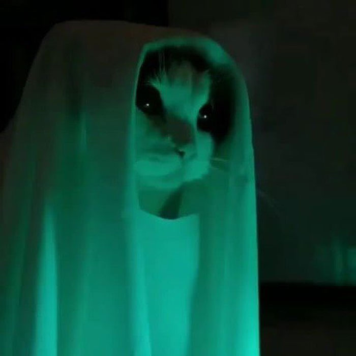 50 Cats Acting So Weird, People Just Had To Take A Pic, As Shared On This Twitter Page