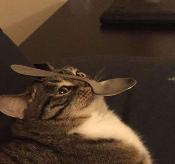 50 Cats Acting So Weird, People Just Had To Take A Pic, As Shared On This Twitter Page