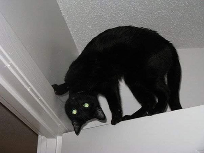 50 Cats Acting So Weird, People Just Had To Take A Pic, As Shared On This Twitter Page