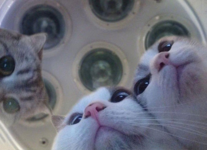 50 Cats Acting So Weird, People Just Had To Take A Pic, As Shared On This Twitter Page