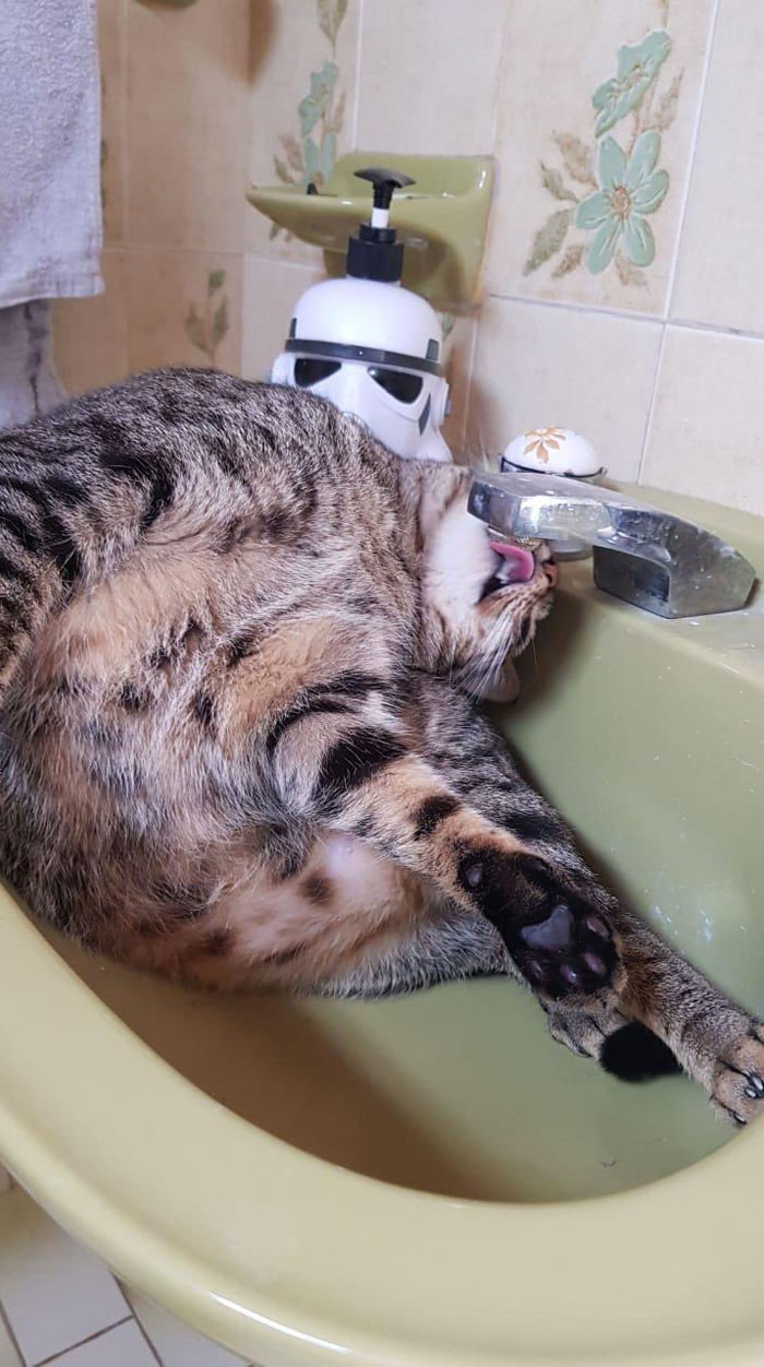 50 Cats Acting So Weird, People Just Had To Take A Pic, As Shared On This Twitter Page