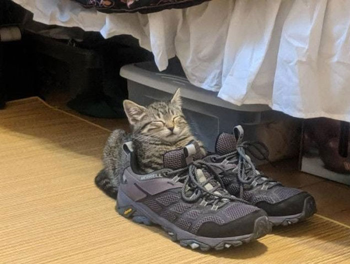 50 Cats Acting So Weird, People Just Had To Take A Pic, As Shared On This Twitter Page