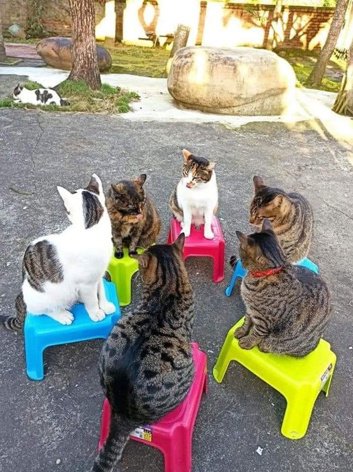 50 Cats Acting So Weird, People Just Had To Take A Pic, As Shared On This Twitter Page
