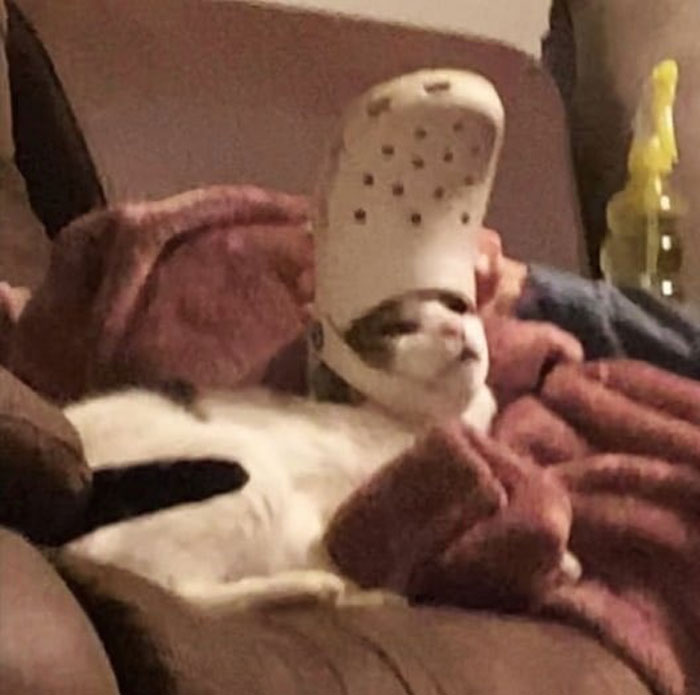 50 Cats Acting So Weird, People Just Had To Take A Pic, As Shared On This Twitter Page
