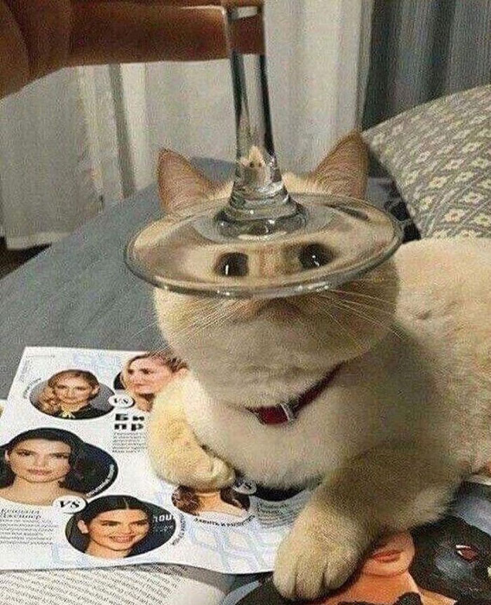 50 Cats Acting So Weird, People Just Had To Take A Pic, As Shared On This Twitter Page