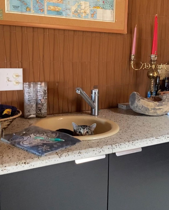 50 Cats Acting So Weird, People Just Had To Take A Pic, As Shared On This Twitter Page