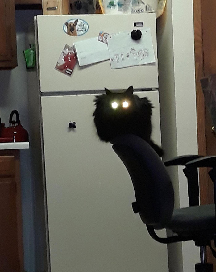 50 Cats Acting So Weird, People Just Had To Take A Pic, As Shared On This Twitter Page