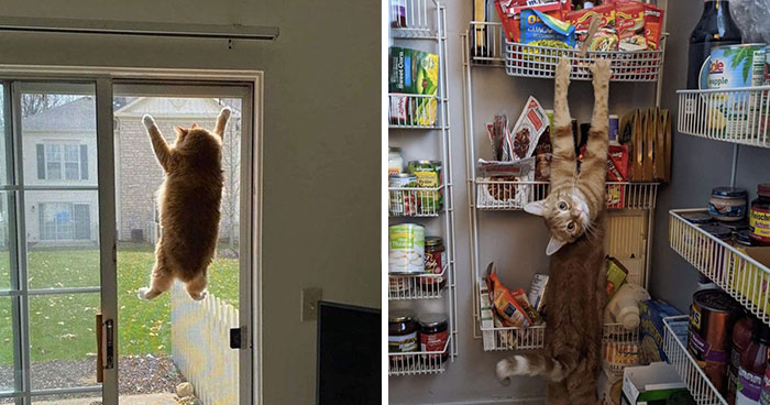 50 Gatos actuando tan raro que había que sacarles una foto