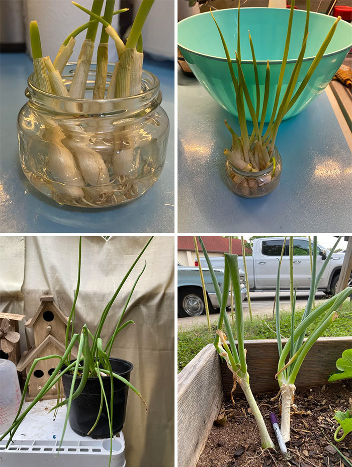 Mi método probado y casi infalible para cultivar infinitos cebollinos