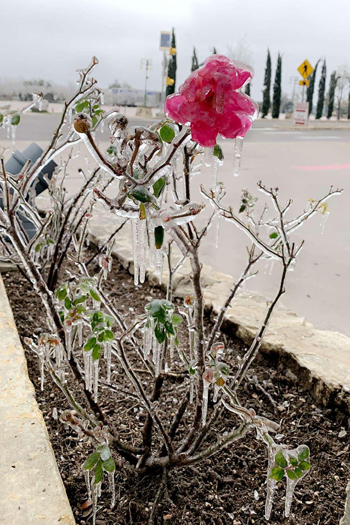Frozen Flower I Found In Austin During The Texas Winter Storm