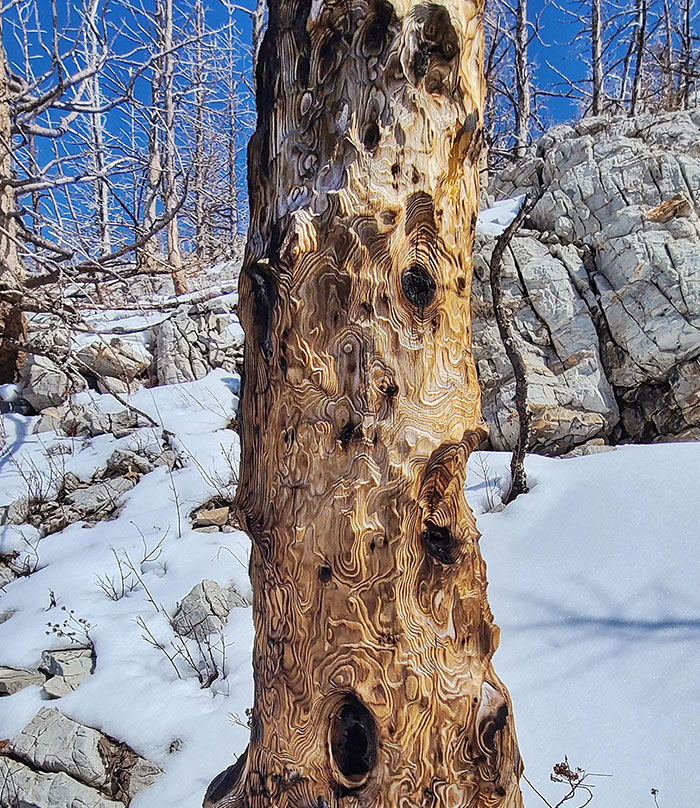 A Wildfire Ripped Through Waterton Lakes National Park In 2017. Found This Burn Pattern On A Tree There Last Month