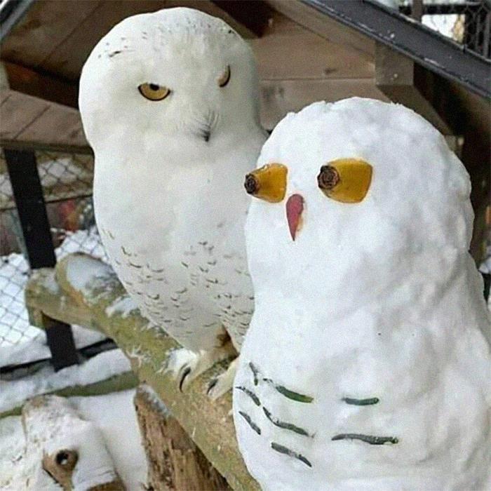 Funny-Nonsense-Animal-Images