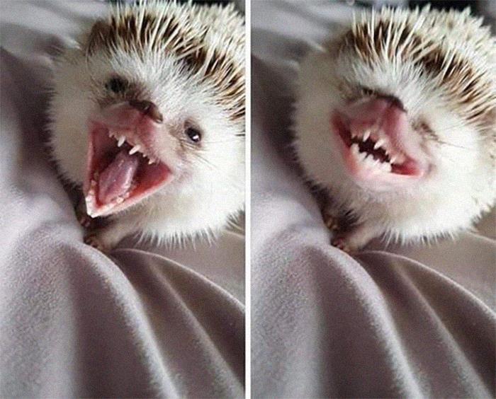 Funny-Nonsense-Animal-Images