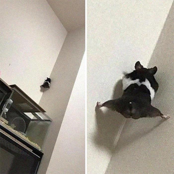 Funny-Nonsense-Animal-Images