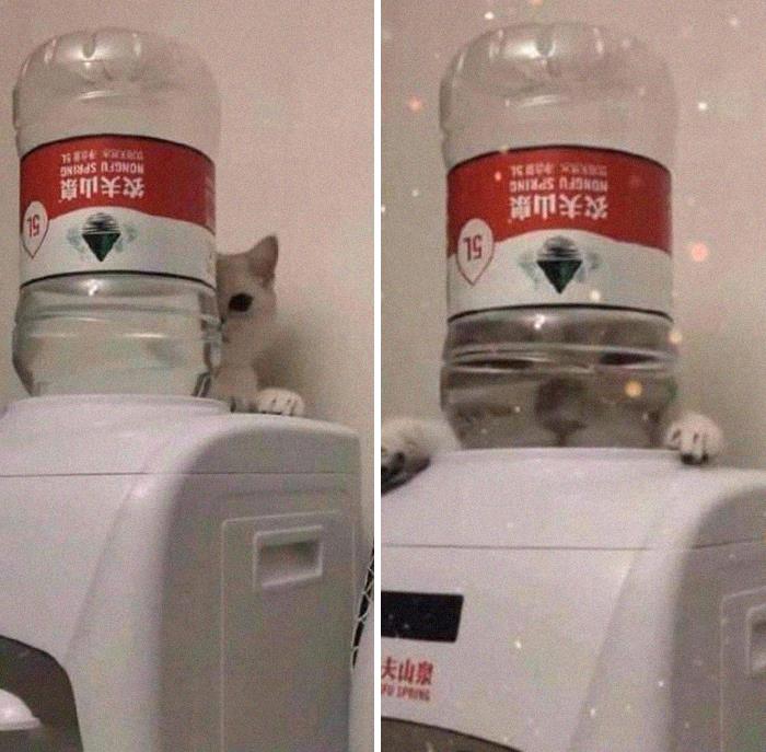 Funny-Nonsense-Animal-Images