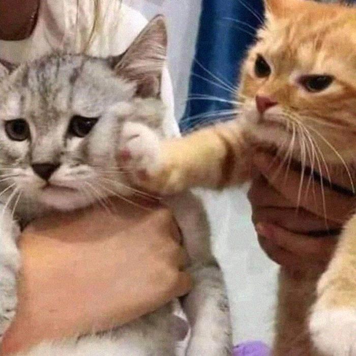 Funny-Nonsense-Animal-Images