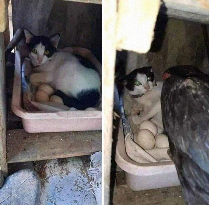 Funny-Nonsense-Animal-Images