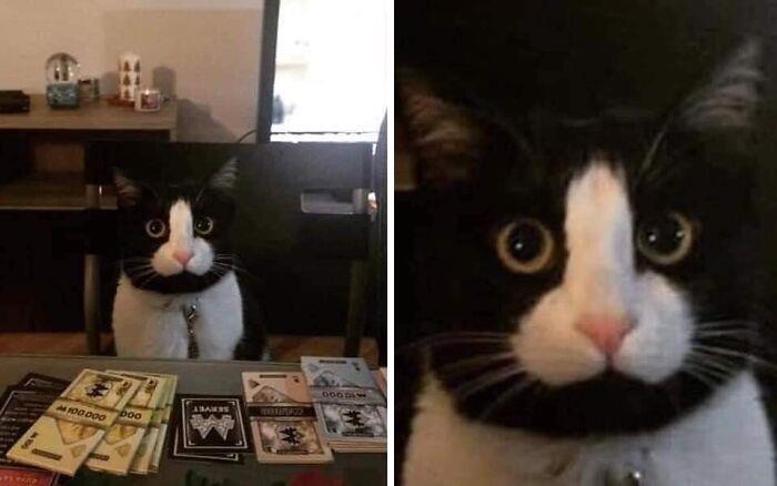 Funny-Nonsense-Animal-Images