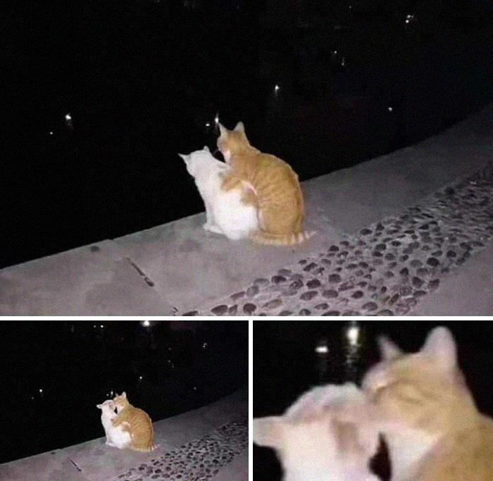 Funny-Nonsense-Animal-Images