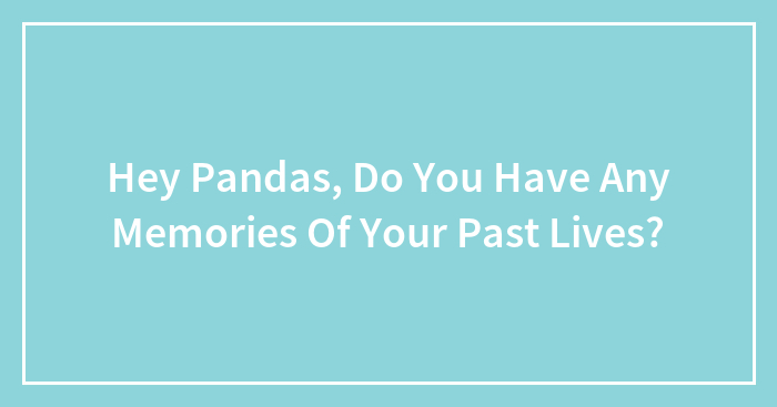 Hey Pandas, Do You Have Any Memories Of Your Past Lives?