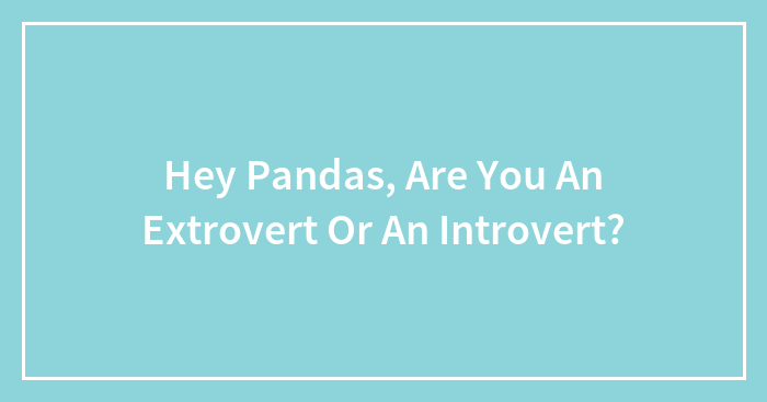 Hey Pandas, Are You An Extrovert Or An Introvert? (Closed)
