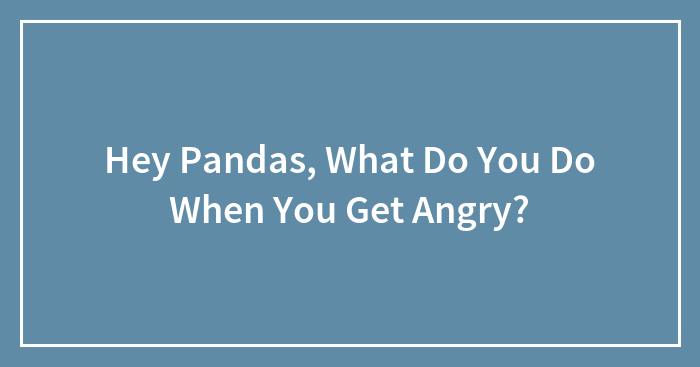 Hey Pandas, What Do You Do When You Get Angry? (Closed)