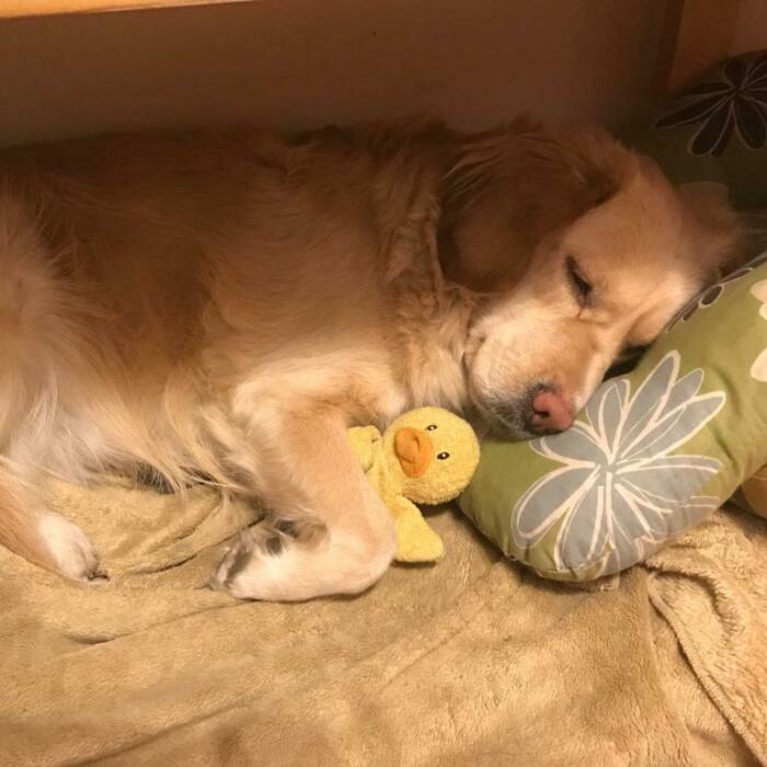 Hey Pandas, Post A Picture Of Your Pet Sleeping (Closed)